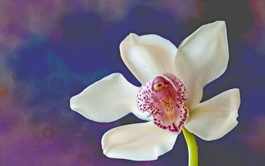 Fototapeta na wymiar White cymbidium orchid,texture background