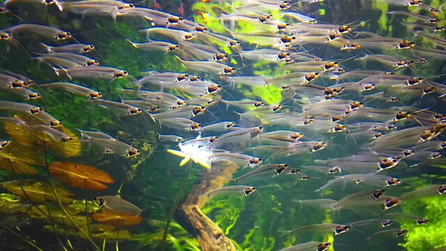 Transparent fish. Glass Catfish in aquarium.