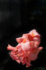 Front view, close distance of a cannon lily, tropical flower, blooming with a black background, on...