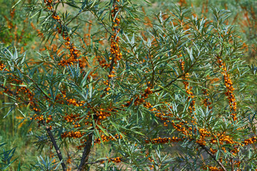 sea buckthorn branches with leaves and fruits close up