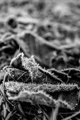 Leaves are covered with ice crystals due to frost in winter