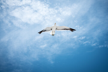 seagull in the sky