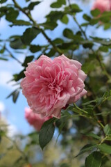 pink rose bush