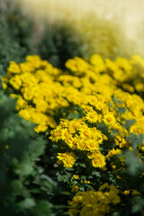 Fototapeta premium yellow and orange chrysanthemums on a blurry background. In autumn, beautiful bright chrysanthemums bloom luxuriantly in the garden