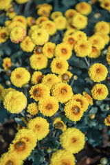 yellow and orange chrysanthemums on a blurry background. In autumn, beautiful bright chrysanthemums bloom luxuriantly in the garden