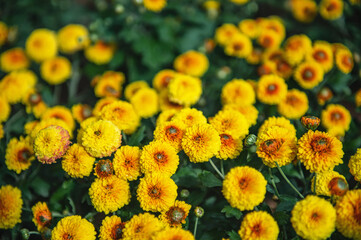 yellow and orange small chrysanthemums on a blurry background. In autumn, beautiful bright dense chrysanthemum bushes bloom luxuriantly in the garden. Garden plants of different varieties