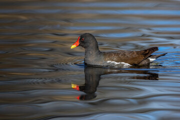 Teichhuhn (Gallinula chloropus)