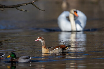 Nilgans (Alopochen aegyptiacus)