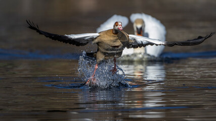 Nilgans (Alopochen aegyptiacus)