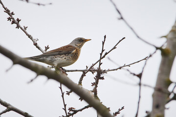 Fieldfare (Turdus pilaris) bird sitting on a branch in winter season	