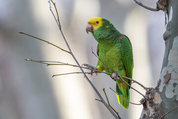 Gelbkopfamazone (Amazona oratrix)