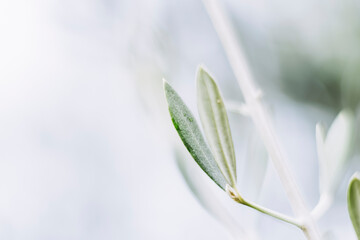 Close up sur les feuilles d'un olivier et arrière plan flou