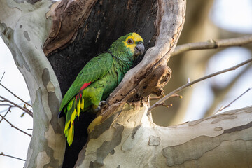 Gelbkopfamazone (Amazona oratrix)