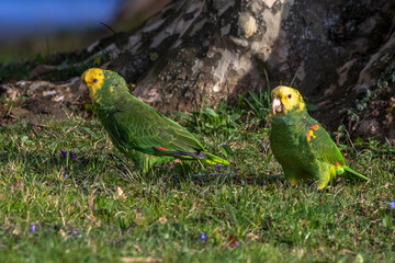 Gelbkopfamazonen (Amazona oratrix)