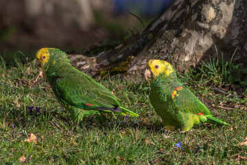Gelbkopfamazonen (Amazona oratrix)