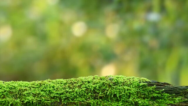 Mossy log against green forest leaves background