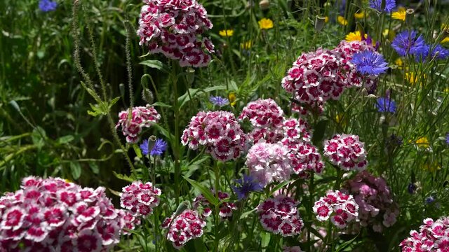 Sch&ouml;ne Sommerblumen im Garten - rot wei&szlig;e Bartnelken und blaue Kornblumen