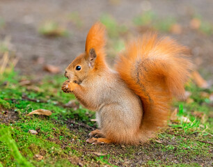 Naklejka na ściany i meble beautiful squirrel in the park