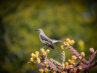 Mockingbird on cholla cactus tree