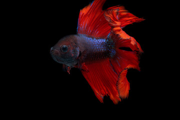 red and black siamese fighting fish