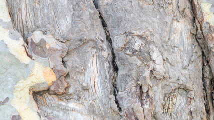Detail photo shot of tree body