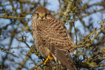 macro close up full frame of a kestrel (Falco tinnunculus) looking straight into the camera