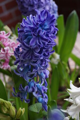 blau violette Blüte der Hyazinthe im Frühling, springflowers, blue hyacinth