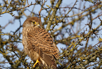 close up full frame of a kestrel (Falco tinnunculus) looking over her left shoulder