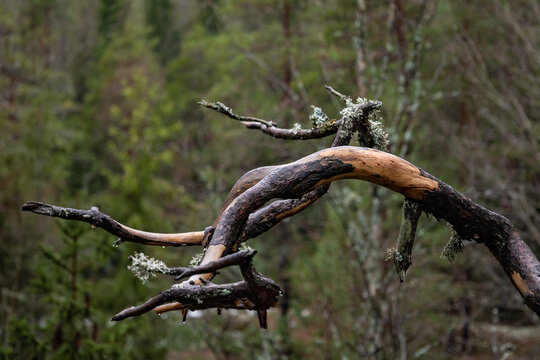 dead pine tree branch with a green forest background