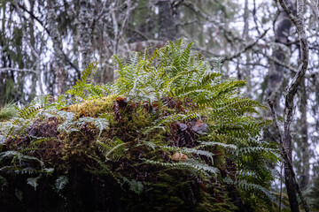 fern on a hill with old mossy forest in the background