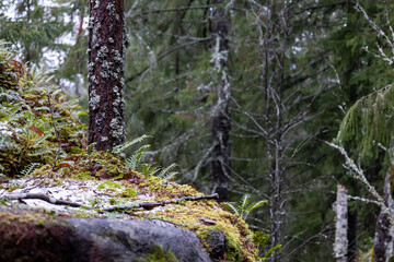 fern on snowy hill in an old finnish forest