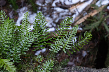 fern on ground with snowy ground in the background