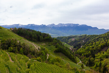 Fototapeta na wymiar Vineyards near the mountains. Italy's Valpolicella wine route