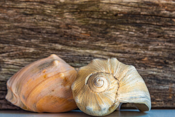 Limestone sea shells on aged wooden background