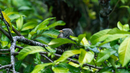 Yellow-billed babbler got wet in the rain, clear its wet feathers after the rain, gloomy dark weather condition, on a full alert of the surroundings.