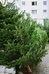 Fresh Christmas trees are available in December in Bavaria, in a residential area in the city