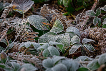 winter scene of heavy frost on green leaves and brown bracken - winter frost