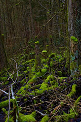 Fototapeta premium Bright green moss growing on old tree trunks in a dark forest
