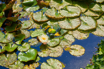 Fototapety na wymiar - Fototapeta24.pl