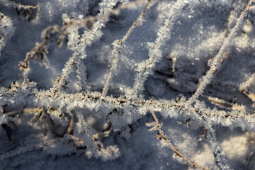 Grass covered with crystalline frost during winter frosts