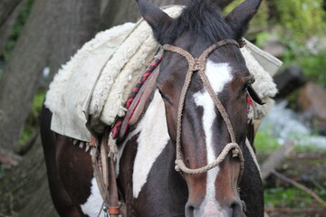 Obraz premium Animal power