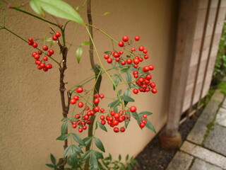 Fototapeta na wymiar Nanten in Japanischer Garten, Kyoto