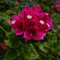 pink flowers in the garden