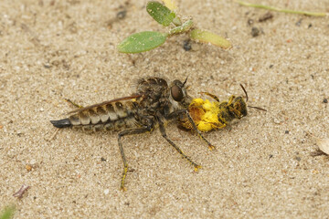 The fan-bristled robberfly ( Dysmachus trigonus )  predating on a small mining bee ( Andrena labiata - Red-girdled Mining Bee) 