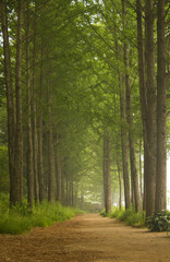 Obraz premium A dirt road in the forest.