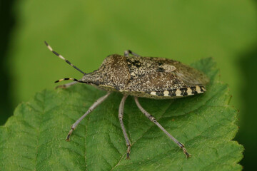 Mottled shield bug - Rhaphigaster nebulosa