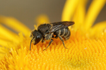 Stelis breviuscula a cleptoprasite bee on the large heade resin bee (  Heriades truncorum ) 