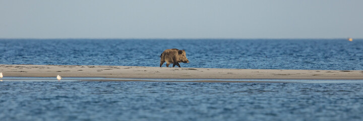 wildschwein am meer