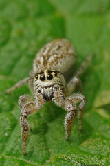 Macaroeris nidicolen, a small jumping spider in the garden
