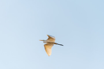 White Egret ( Heron ) flying in the blue sky on an early autumn morning near Zikhron Ya'akov, Israel.